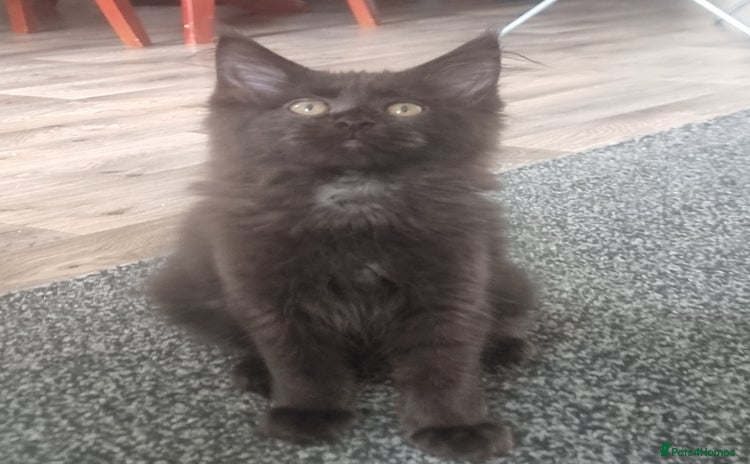 Maine Coon cats in Livingston - Advert 3
