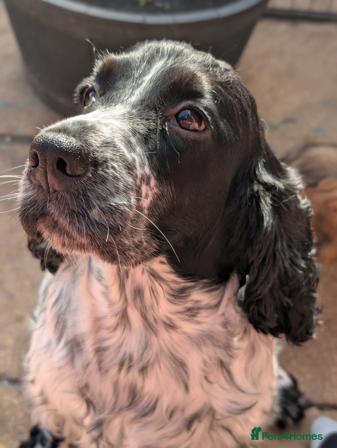 Cocker Spaniel dogs for sale: Beautiful Show Cocker Puppies. Health tested.  - Advert 14