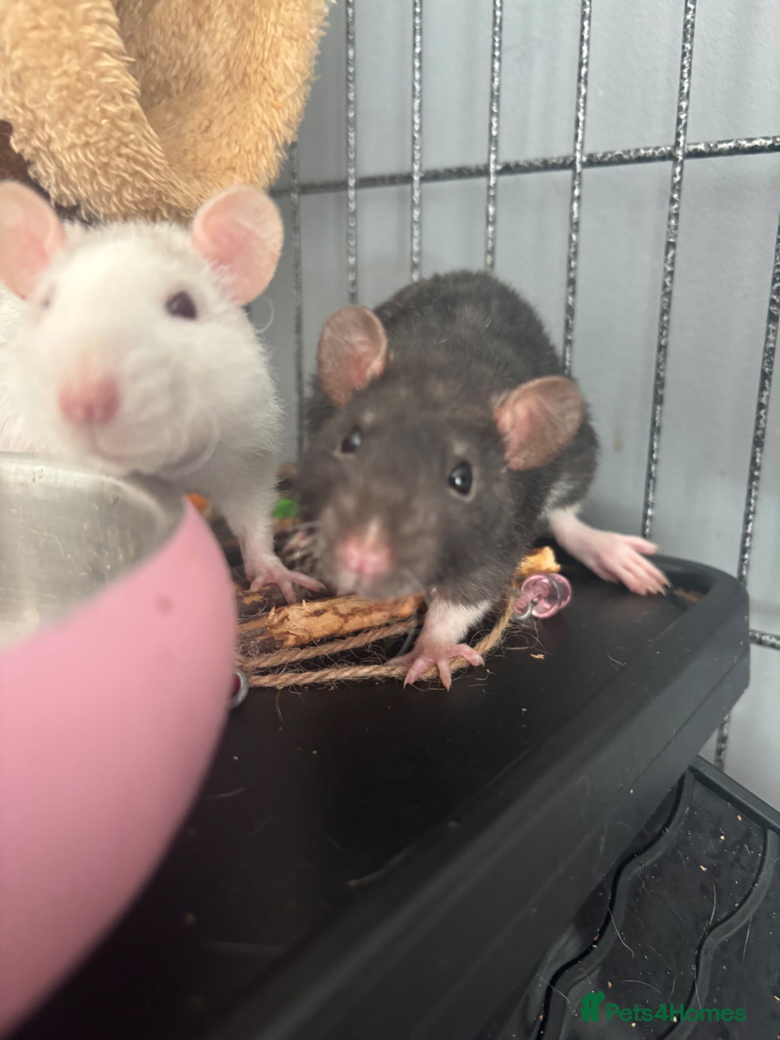 Rat rodents Fancy & rex pet rats for sale  - Advert 2
