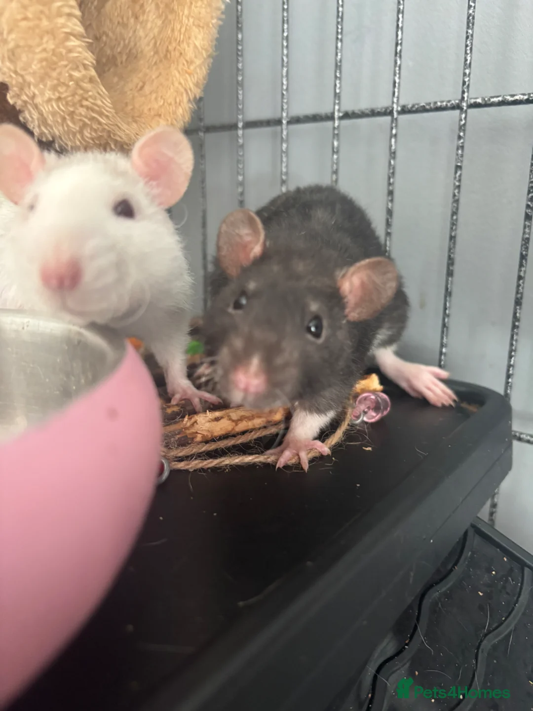 Rat rodents for sale:  dumbo x Rex pet rats for sale  in Stoke-on-Trent - Advert 2
