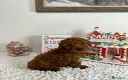 Goldendoodle dogs for sale: Beautiful GoldenDoodle Puppies Ready This Weekend! - Image 17