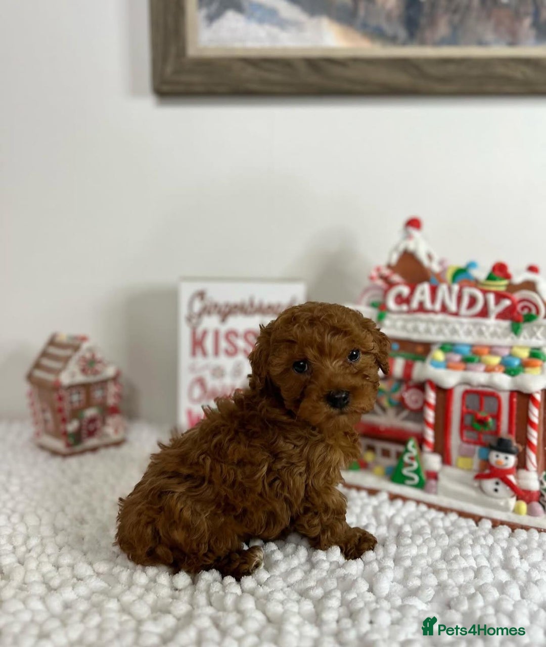 Goldendoodle dogs for sale: Beautiful GoldenDoodle Puppies Ready This Weekend! - Image 17