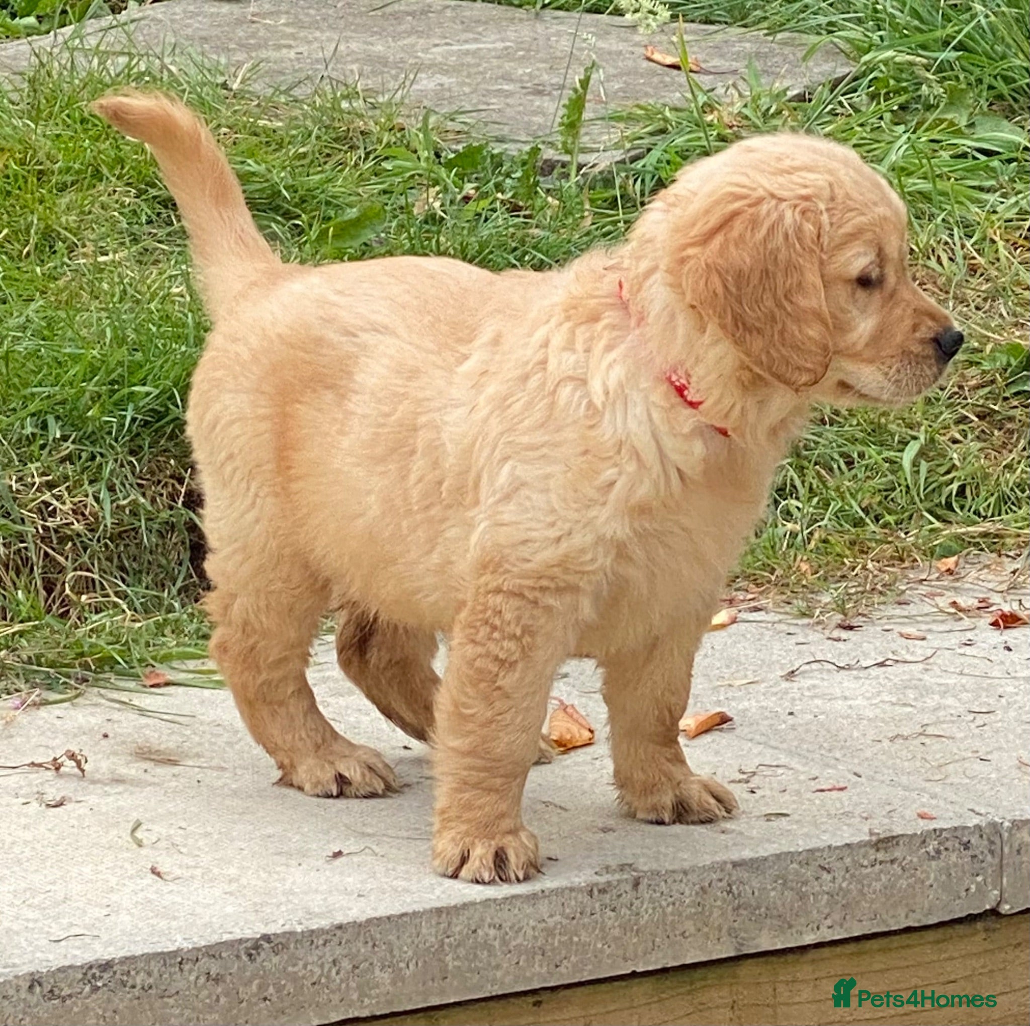 Golden Retriever dogs A happy healthy family companion  - Advert 10