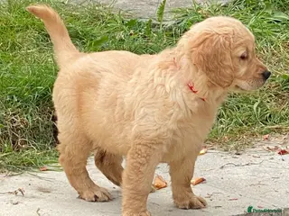 Golden Retriever dogs A happy healthy family companion - Advert 10