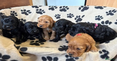 Cockapoo dogs - Advert 4