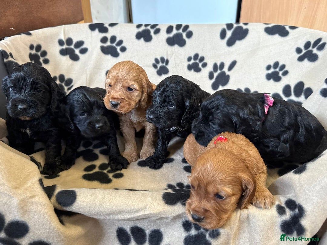 Cockapoo dogs for sale: Stunning F1B Cockerpoos - Image 3