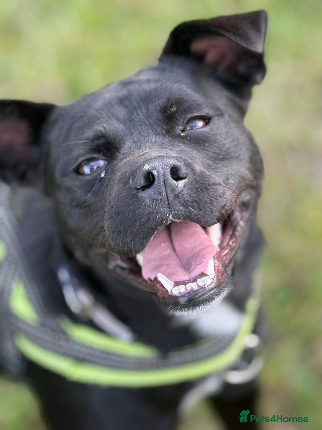 Mixed Breed dogs for adoption: Loving Beatrix looking For LOVE - Image 13