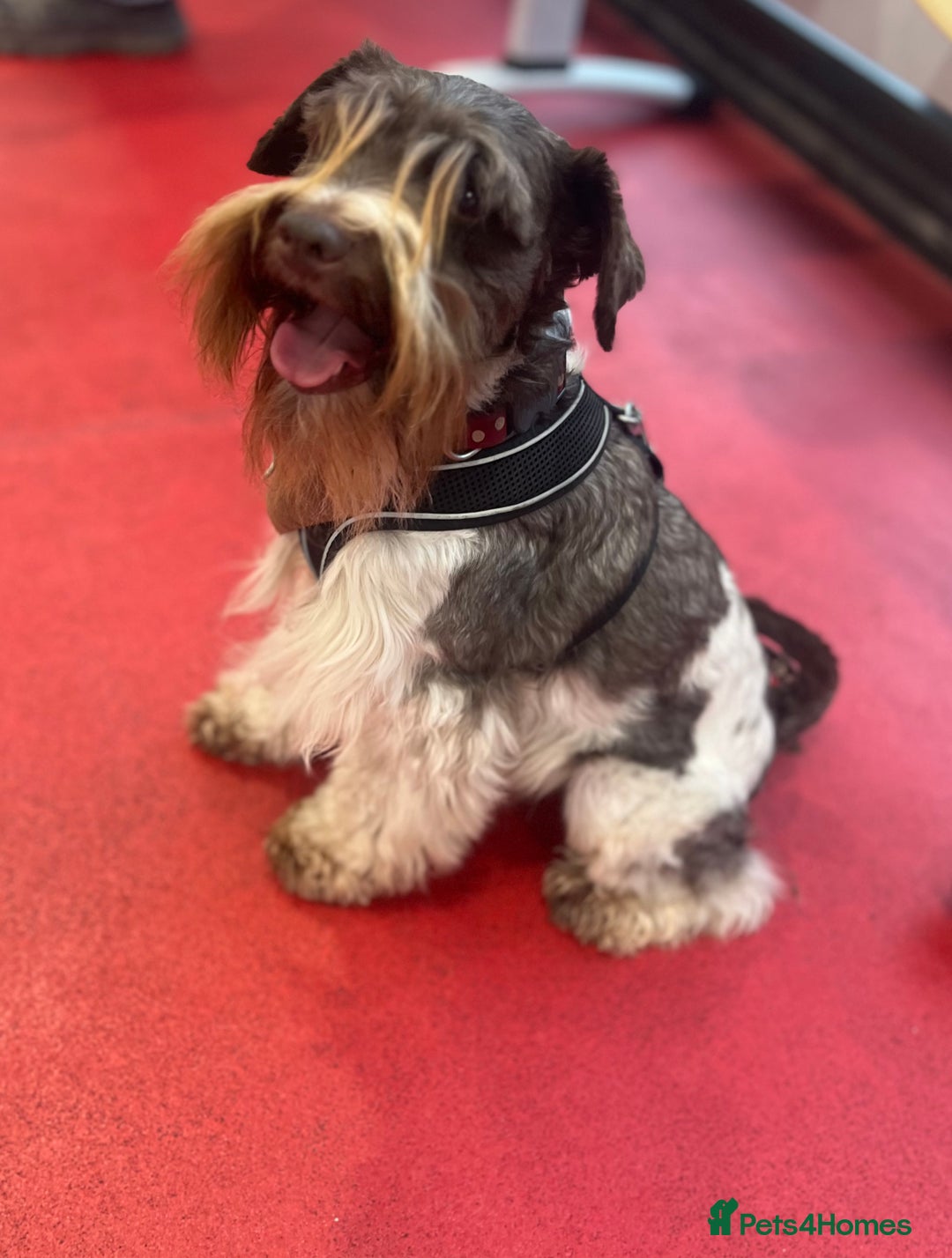 Miniature Schnauzer dogs for stud: KC Reg Choc/White Min Schnauzer MAC +BVA Clear in Coventry - Advert 3