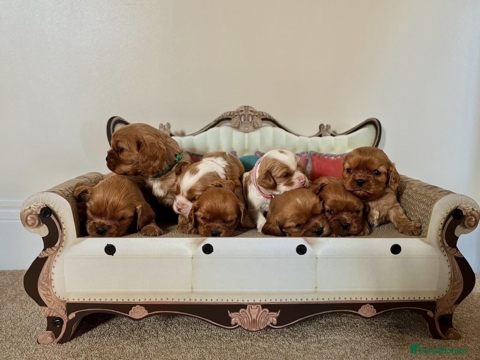 Cavalier King Charles Spaniel dogs DNA TESTED CAVALIER KING CHARLES  - Advert 5