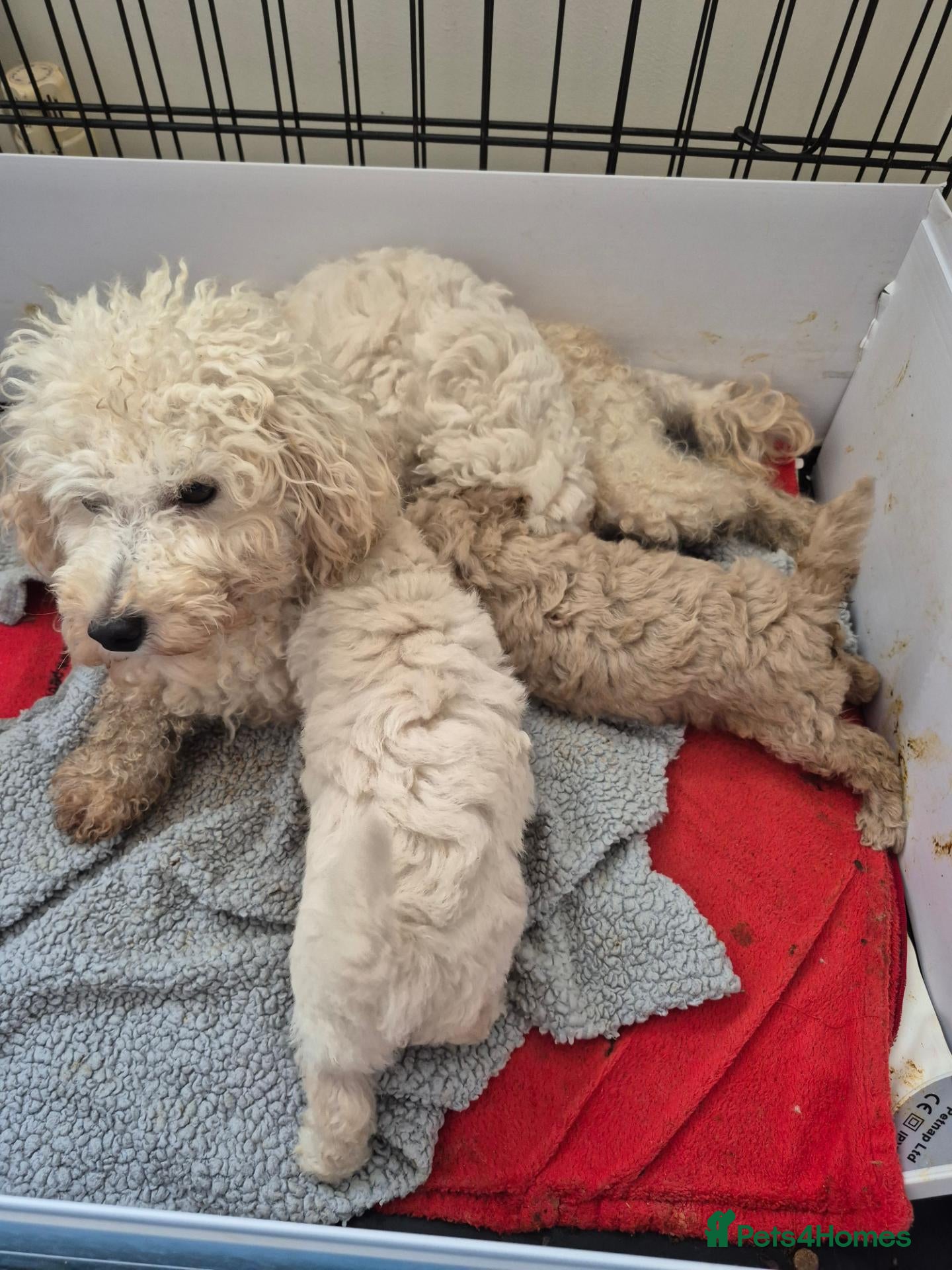 Toy Poodle dogs Toy poodle  - Advert 2