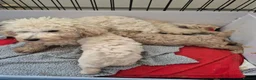 Toy Poodle dogs for sale: Toy poodle  - Advert 1