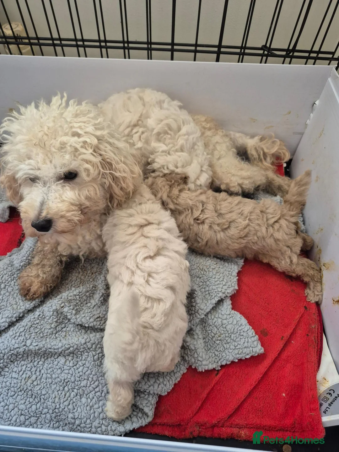 Toy Poodle dogs for sale: Toy poodle  - Advert 1