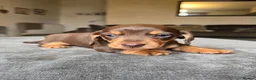 Dachshund dogs for sale: KC registered miniture dachund puppies - Advert 10