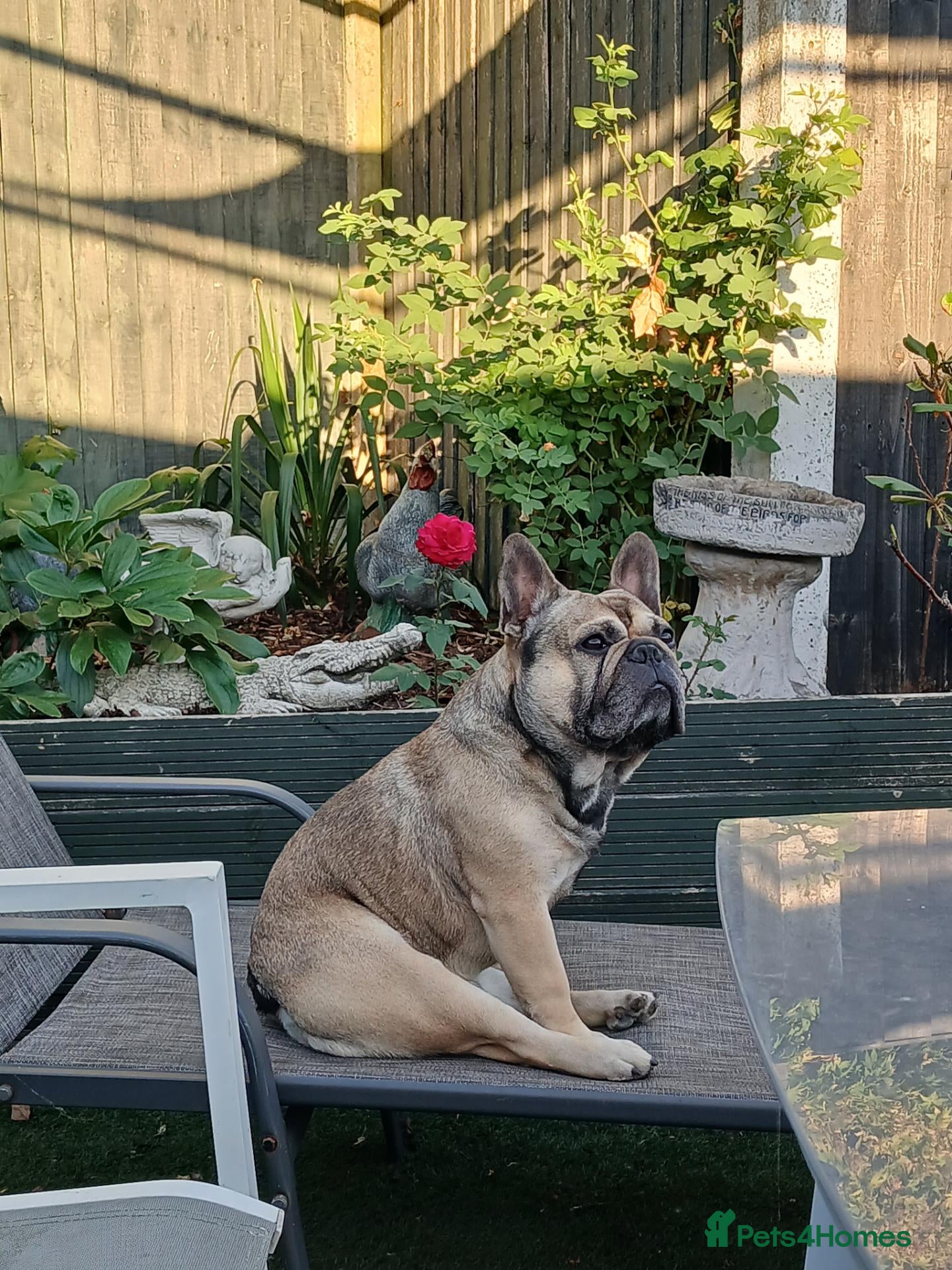 French Bulldog dogs Male French Bulldog  - Advert 3