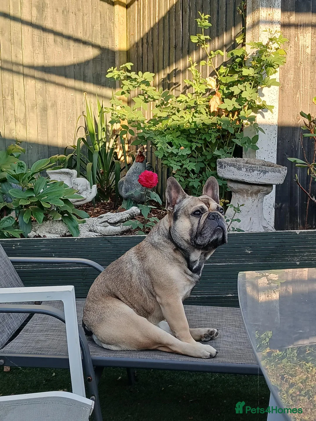 French Bulldog dogs for sale: Male French Bulldog  - Advert 1