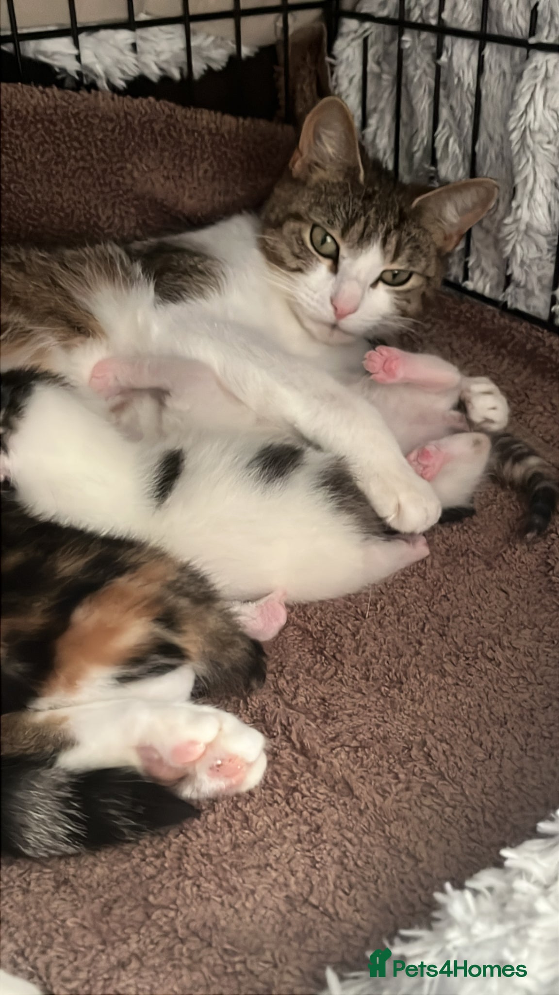 Mixed Breed cats Beautiful Girl  - Advert 1