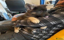German Shepherd dogs for sale: Gorgeous German Shepherd puppies - Image 9