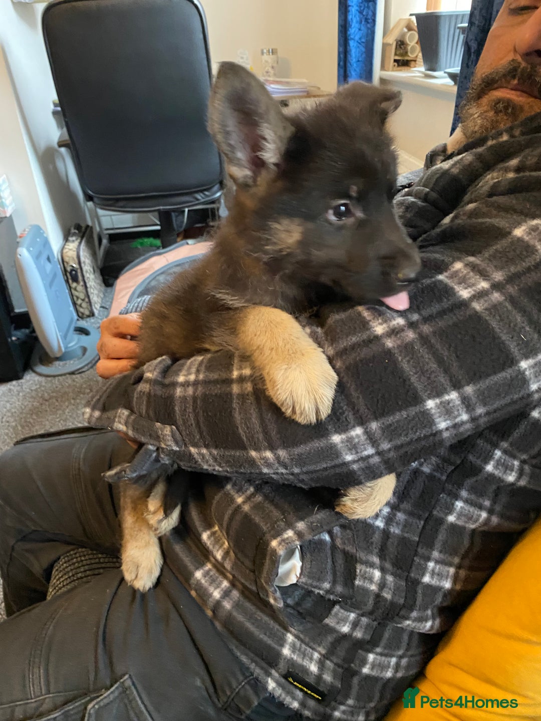 German Shepherd dogs for sale: Gorgeous German Shepherd puppies - Image 9