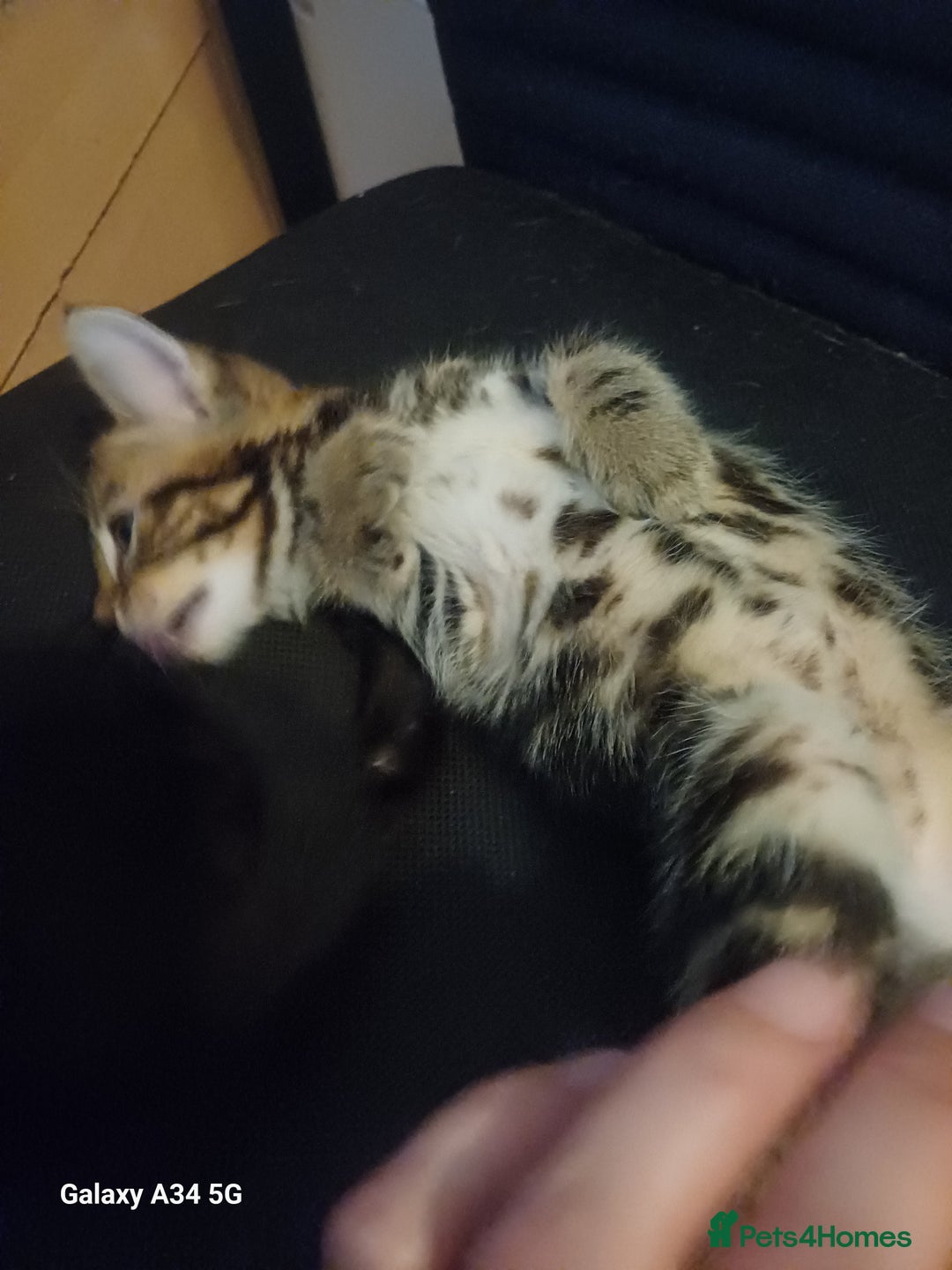 Mixed Breed cats for sale: 4 stunning kittens looking for their forever home. - Image 20