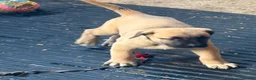 Anatolian Shepherd dogs for sale: 8 beautiful Antonian Shepherd pups  - Advert 11