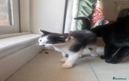 Domestic Shorthair cats for sale: Kittens for Sale!!! - Image 2