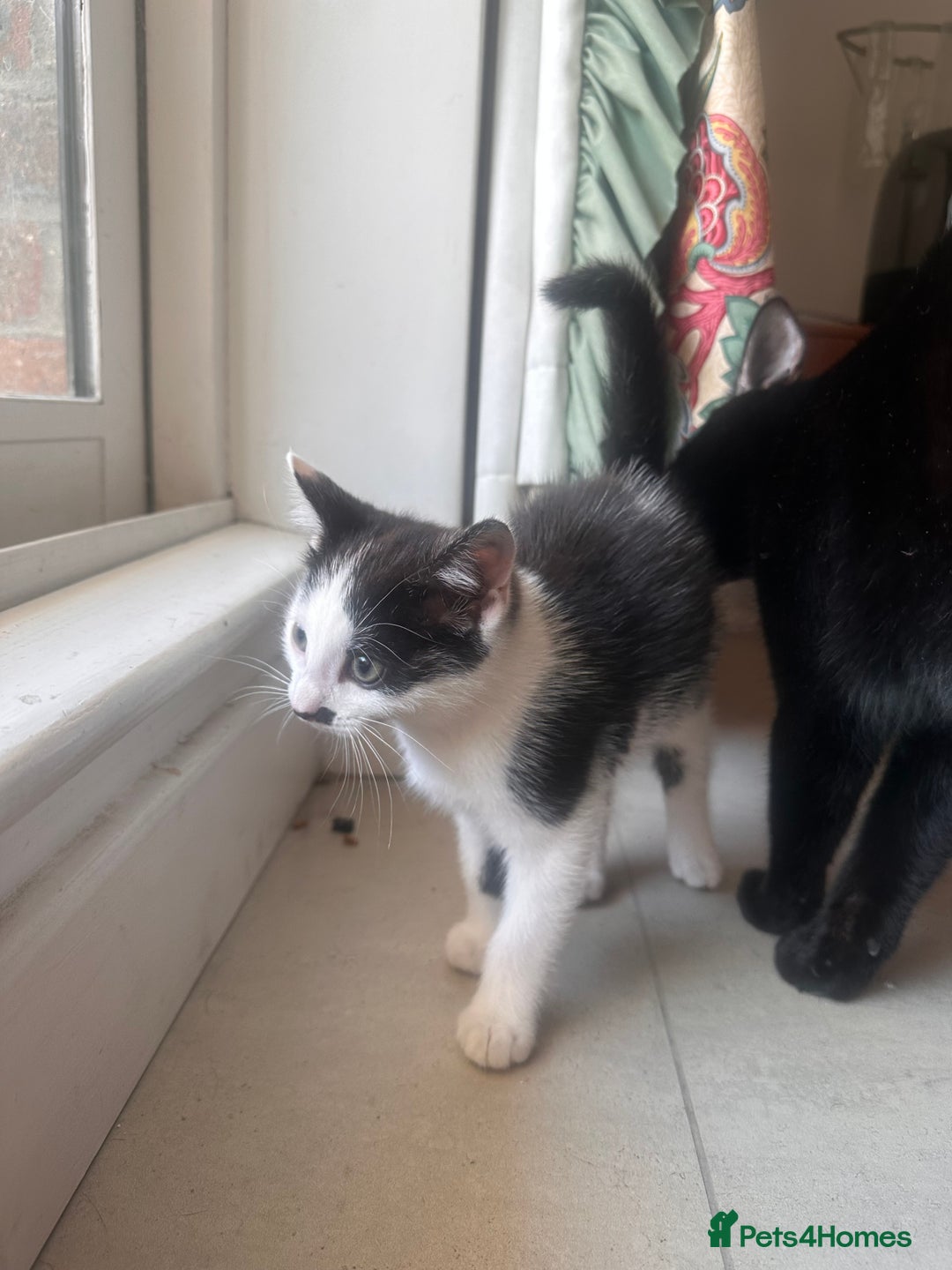Domestic Shorthair cats for sale: Kittens for Sale!!! - Image 2