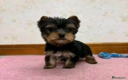 Yorkshire Terrier dogs for sale: Beautiful Yorkshire Puppies 🐶 - Image 5