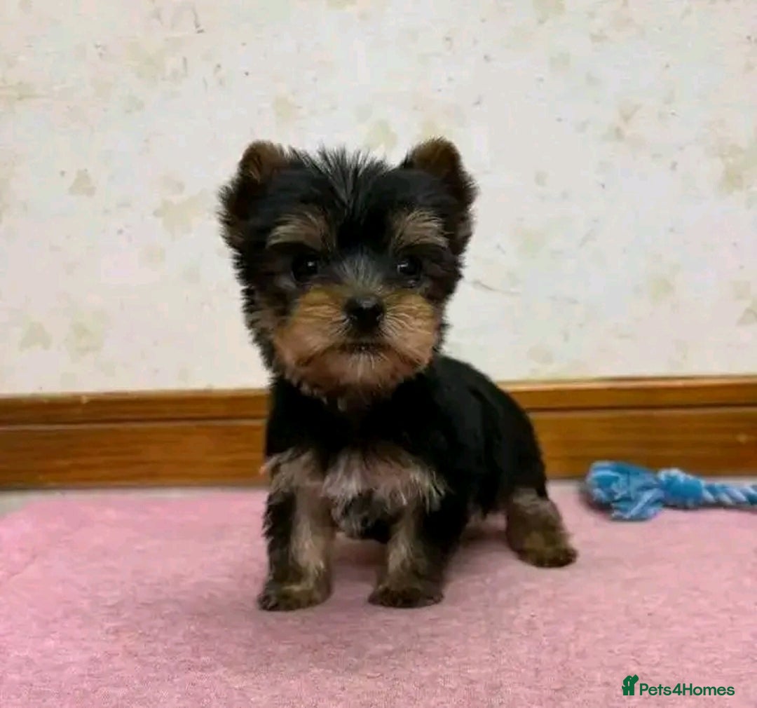 Yorkshire Terrier dogs for sale: Beautiful Yorkshire Puppies 🐶 - Image 5
