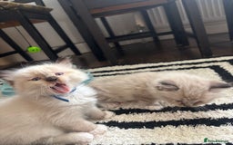 Ragdoll cats for sale: Ragdoll kittens - Image 38