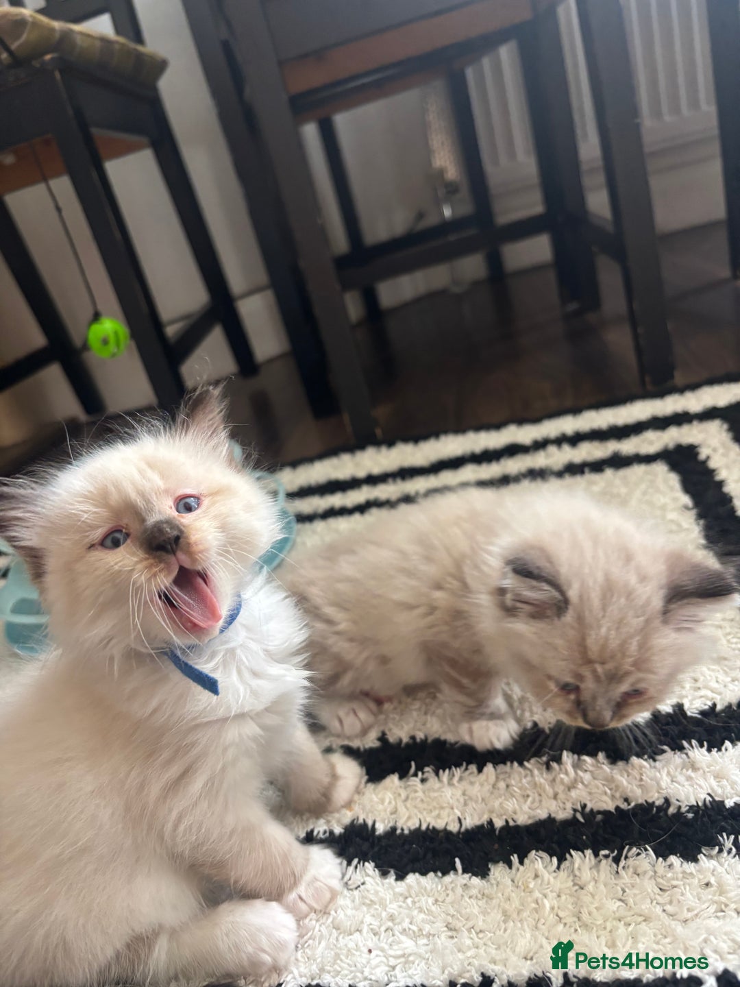 Ragdoll cats for sale: Ragdoll kittens - Image 38
