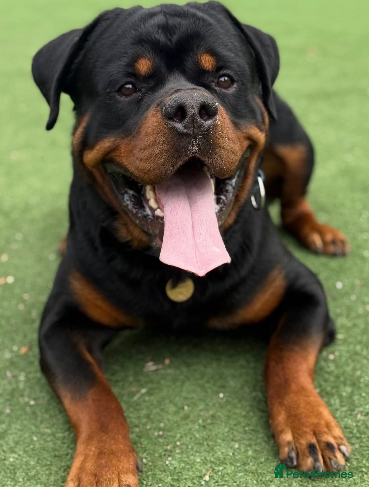 Rottweiler dogs Bobby - Advert 1