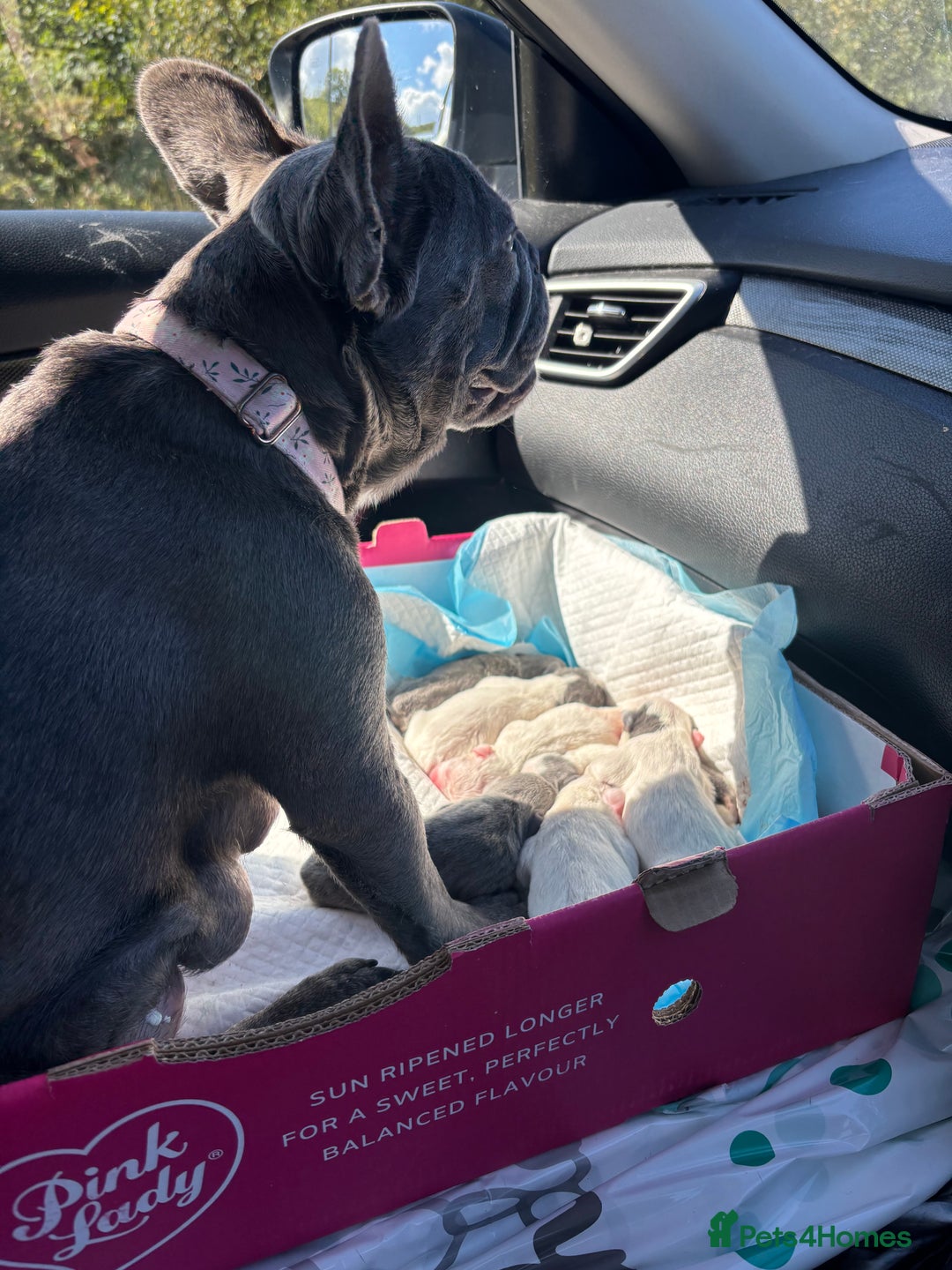 French Bulldog dogs for sale: Chunky French bulldog 3x girl puppies 23/10/25 - Image 16