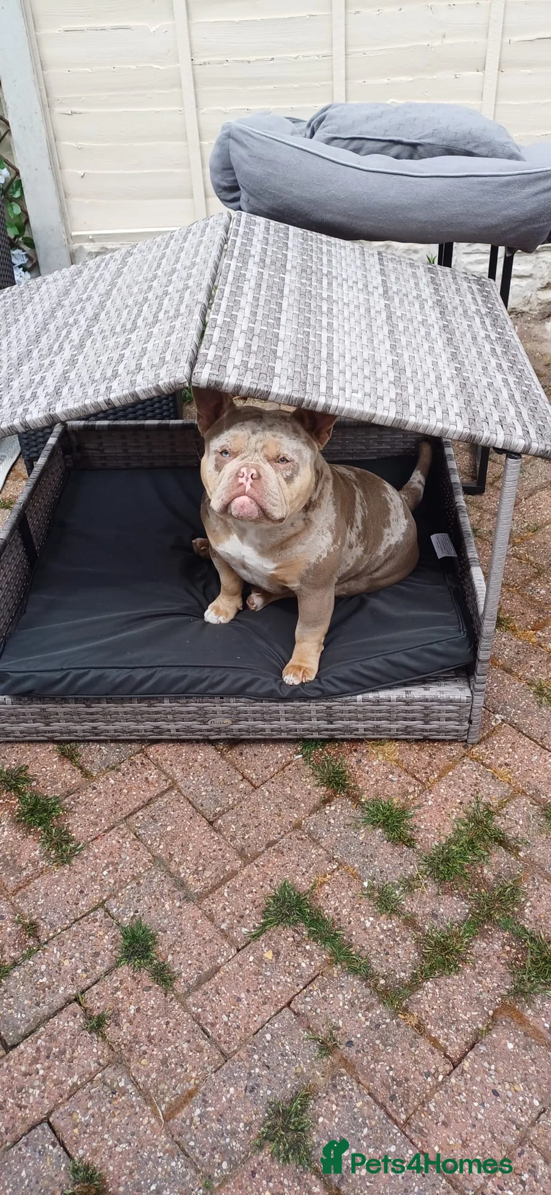 American Bully dogs for sale: Merle micro pocket bully  - Advert 4