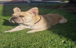 French Bulldog dogs for stud: Rocko - Image 7