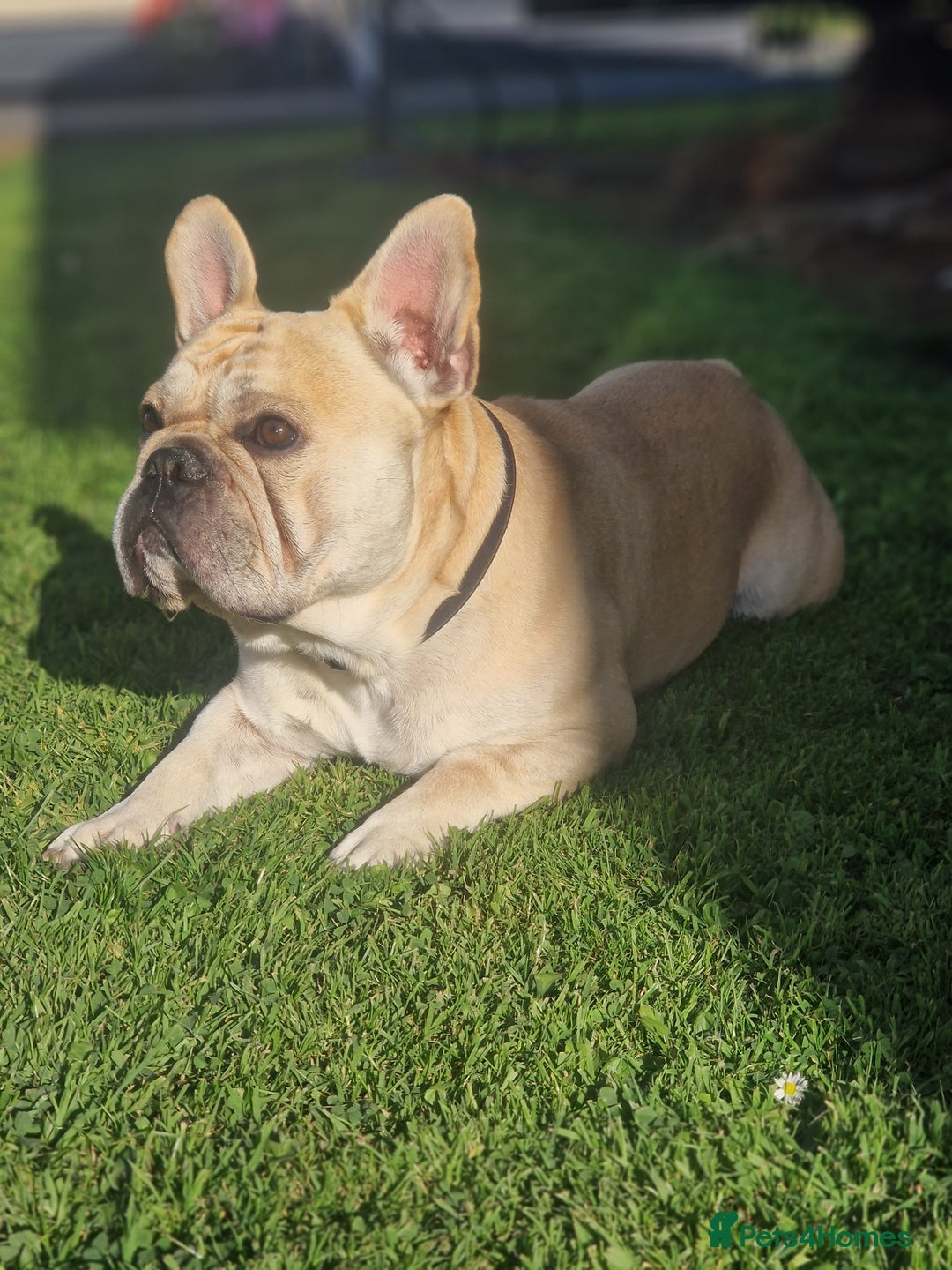 French Bulldog dogs for stud: Rocko - Image 7