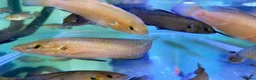 Cichlids fish for sale: Turkana jewel cichlids  - Advert 3