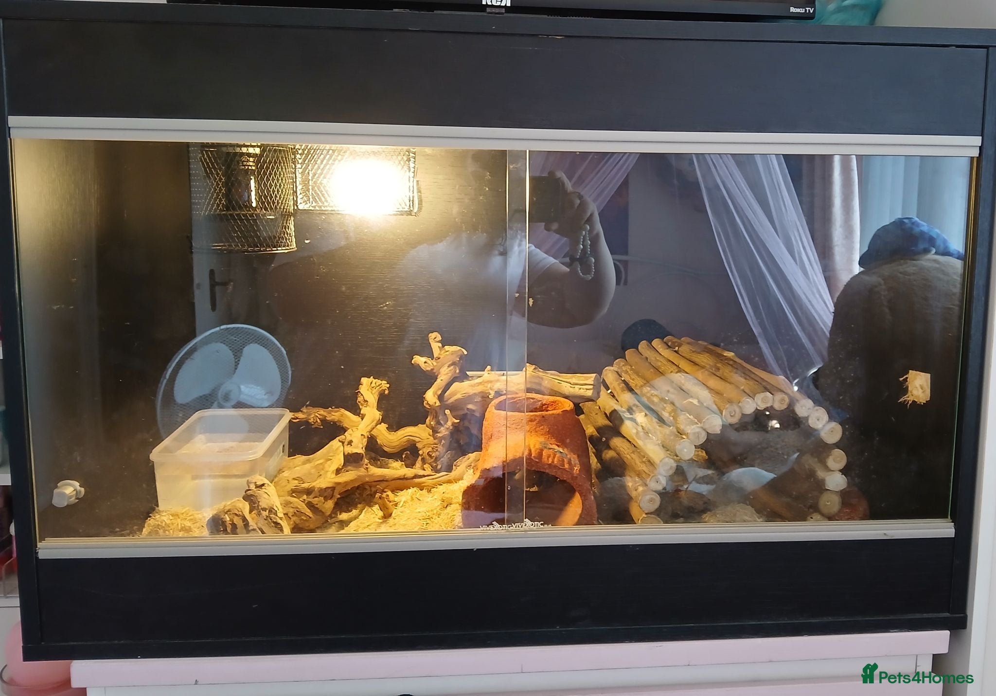 Corn Snake reptiles Male Hybrid Cornsnake with Full Vivarium Setup  - Advert 6