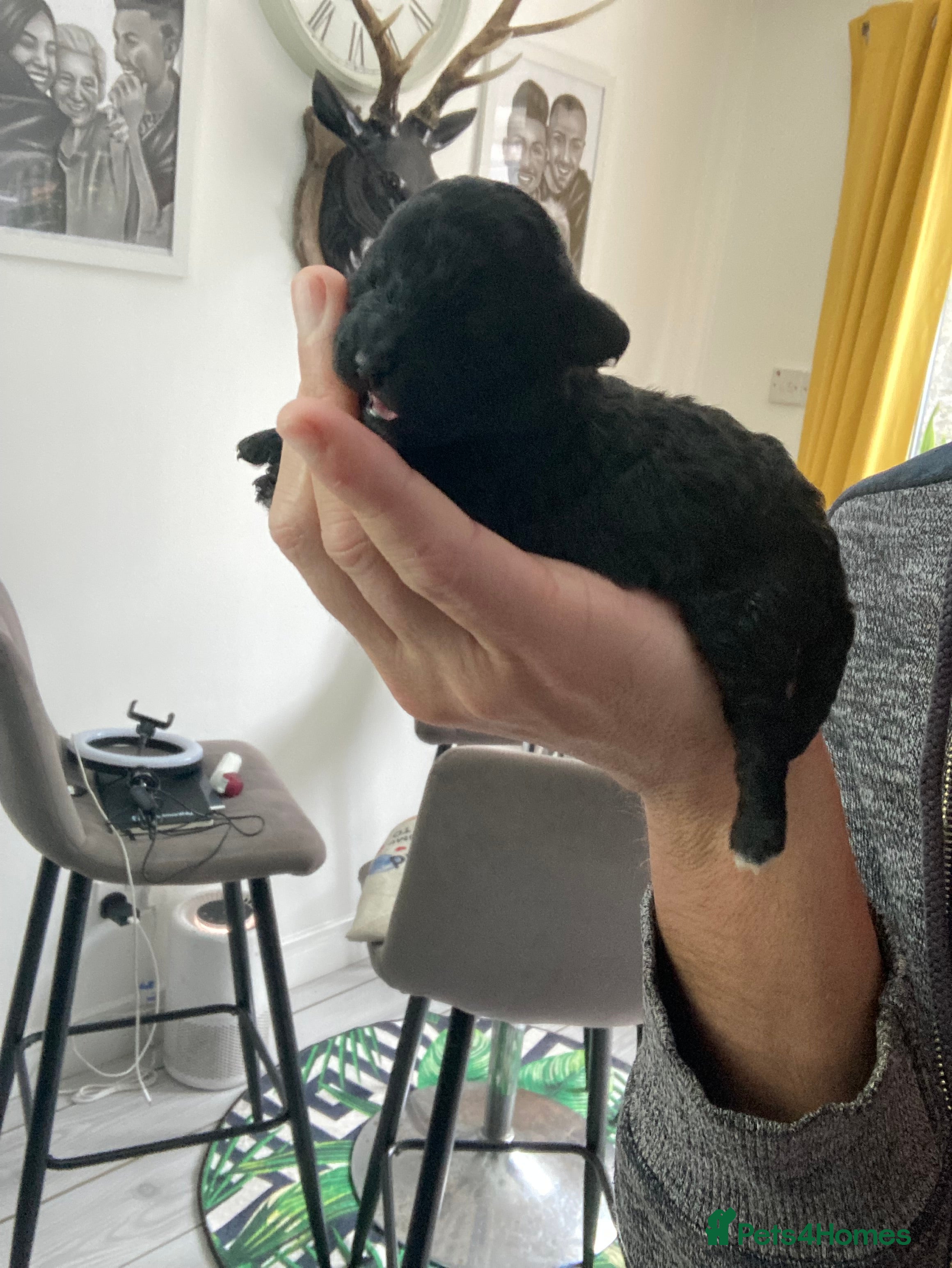 Toy Poodle dogs Beautiful toy poodle girl  - Advert 7