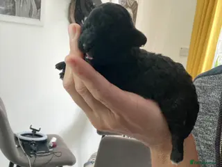 Toy Poodle dogs Beautiful toy poodle girl - Advert 11