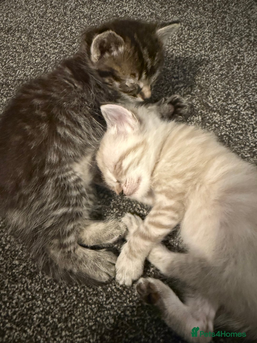 Mixed Breed cats for sale: Beautiful kittens - Image 12