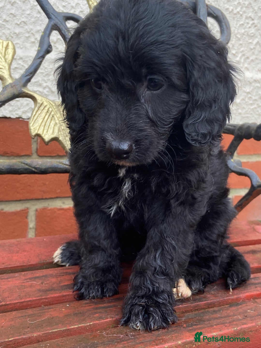 Cockapoo dogs for sale: F1 cockapoo puppies  - Advert 3