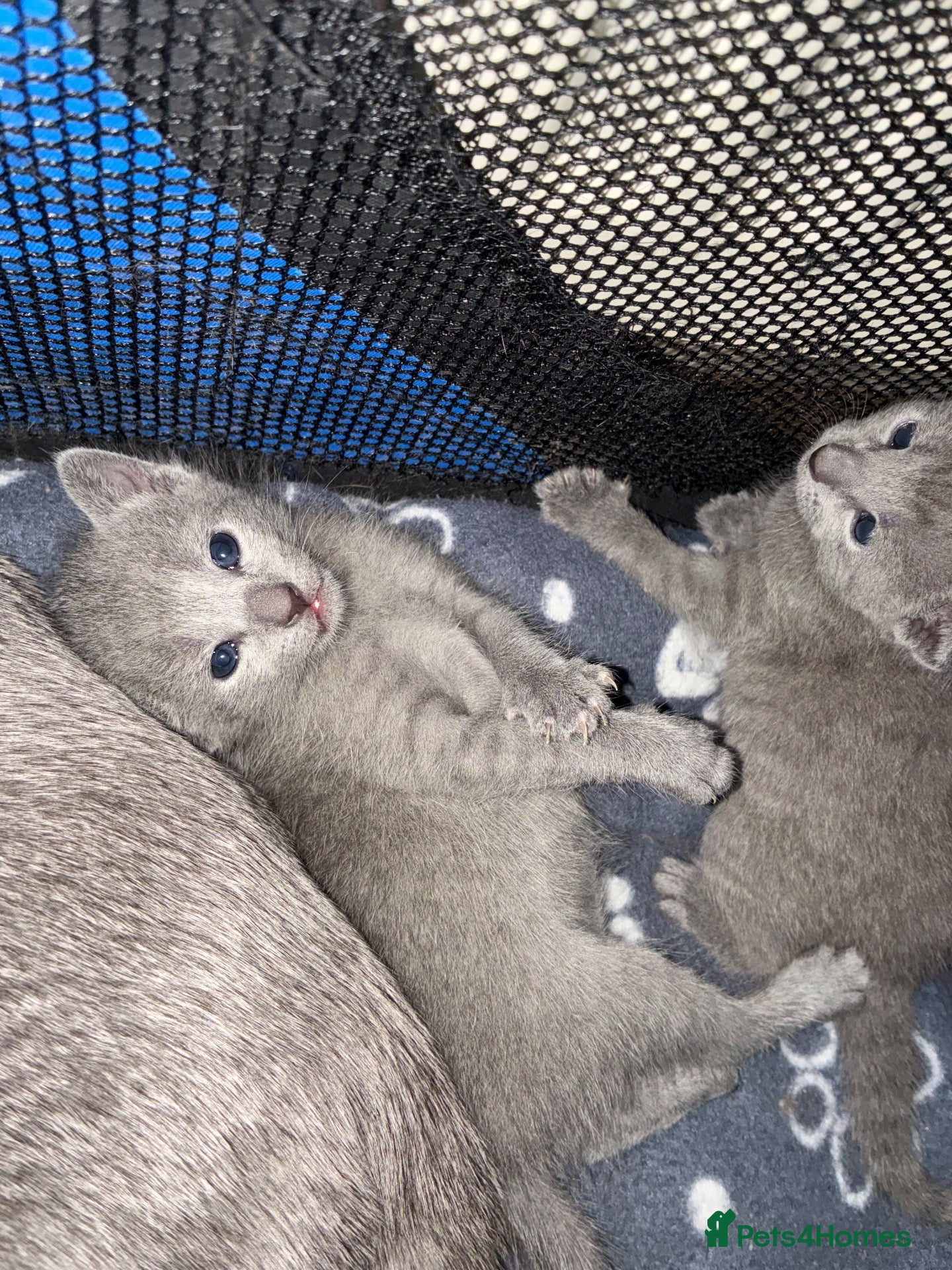 Russian Blue cats TICA 5* pedigree Russian Blue Kittens - Advert 2