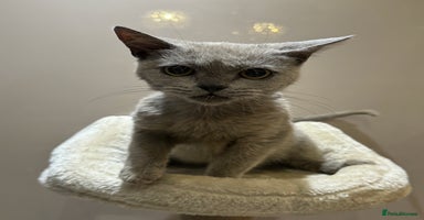 British Shorthair cats - Advert 2