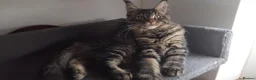 Maine Coon cats for sale: Maine coon big size, registed.,tabby, black smoke - Advert 3