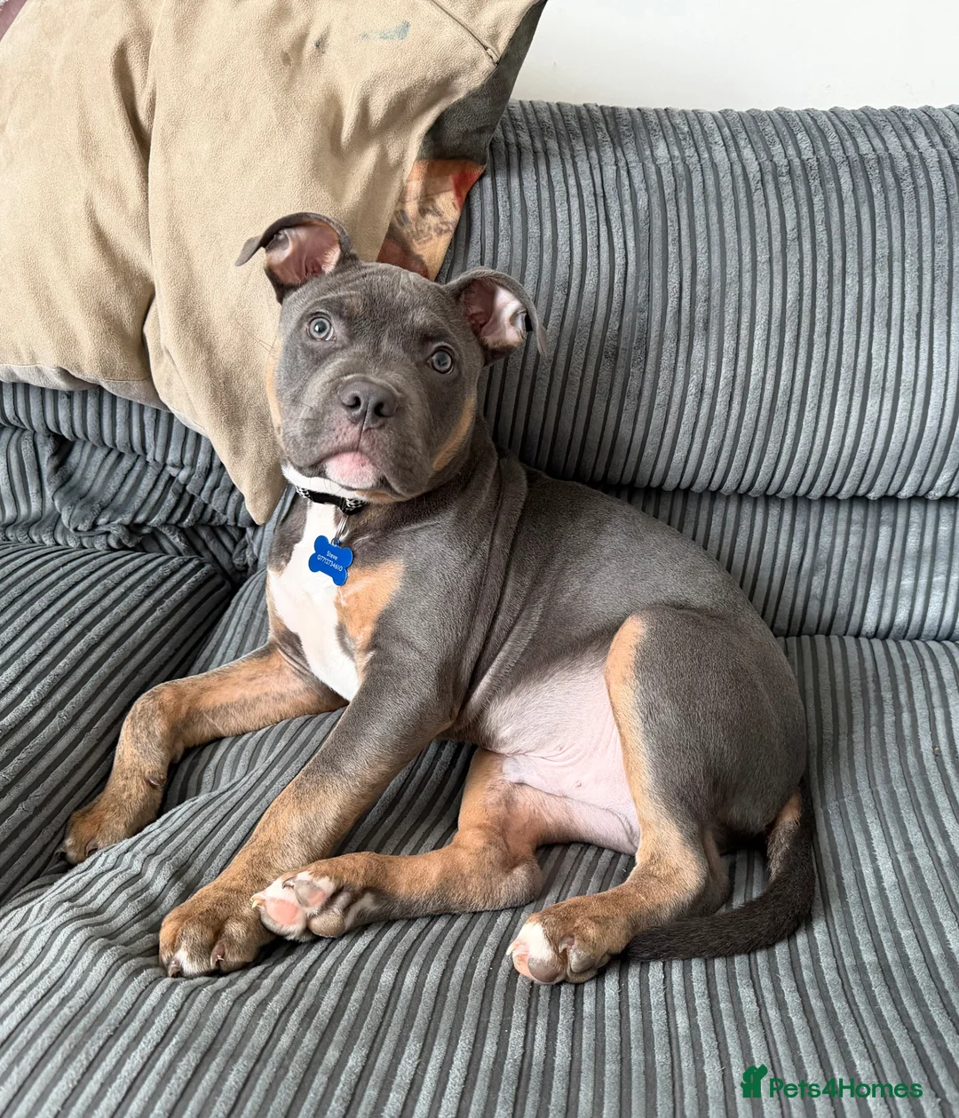 Mixed Breed dogs for sale: Staff x pocket bully.  - Advert 2