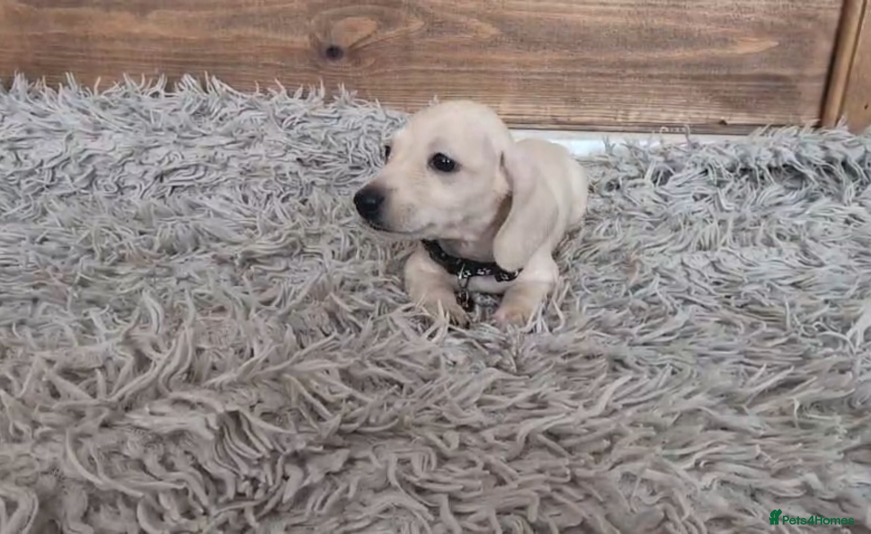 Miniature Dachshund dogs 🐾 Beautiful Miniature Dachshund Puppies 🐾 - Advert 1
