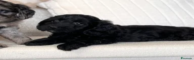 Cockapoo 3