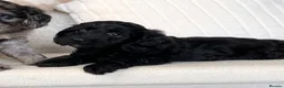 Cockapoo dogs for sale: Beautiful Cockapoo puppies  - Advert 29