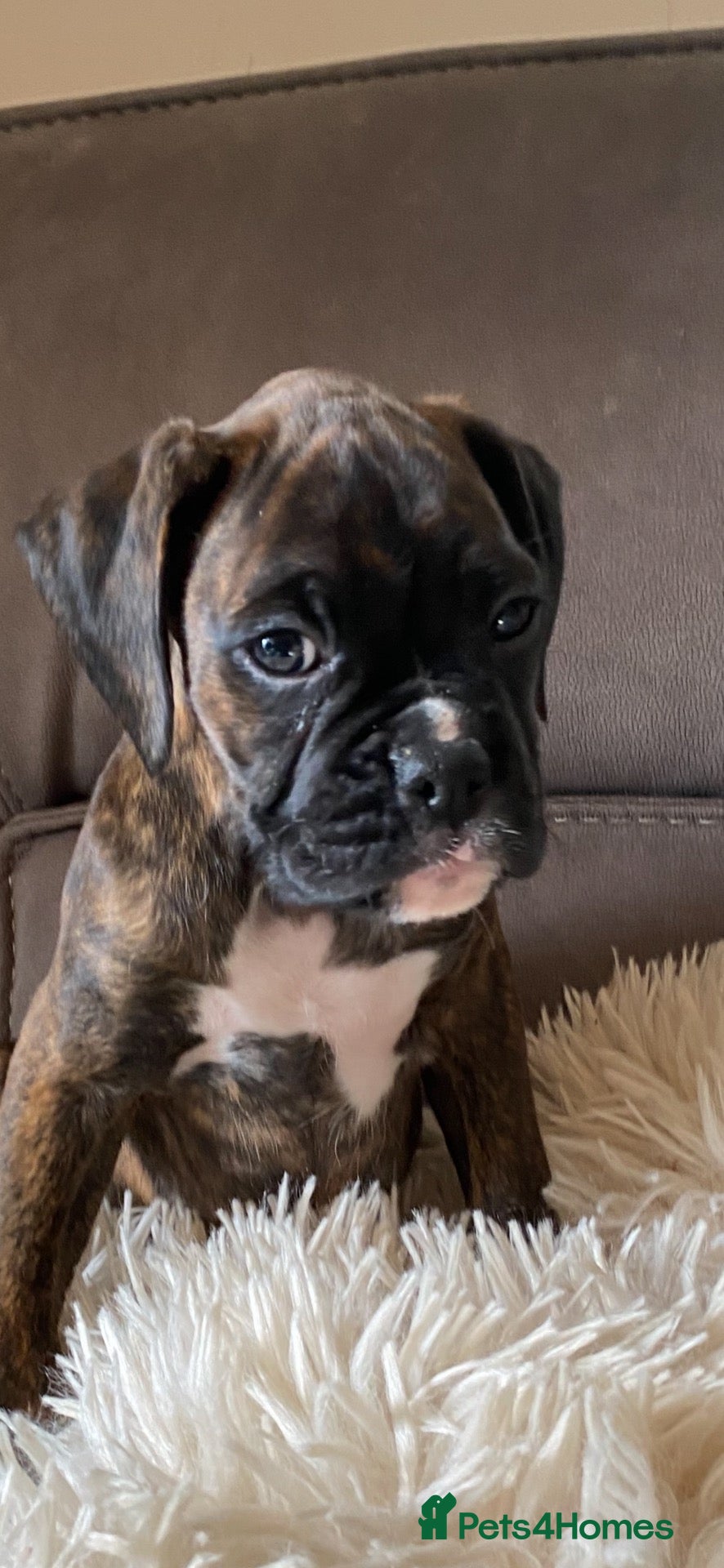 Boxer dogs KC Registered Boxer Puppies - health tested - Advert 2