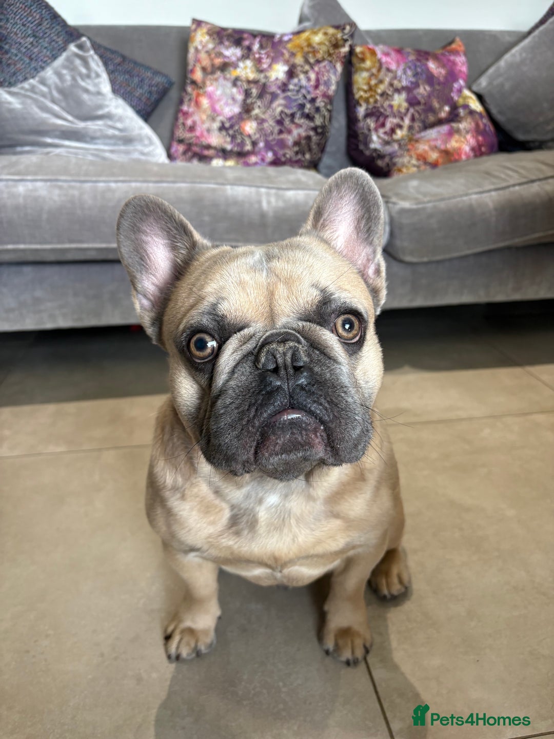 French Bulldog dogs for stud: Beautiful boy “blue” for stud  - Advert 3